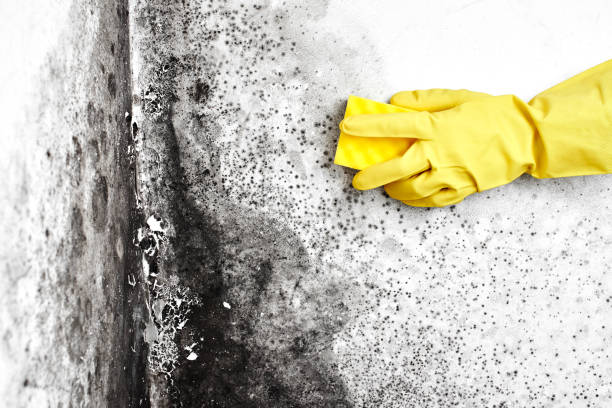 Crawl Space Mold Removal in Palm Shores, FL