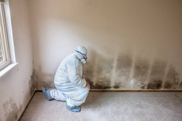 Best Attic Mold Removal  in Palm Shores, FL