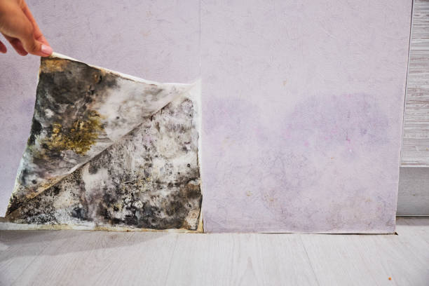 Best Black Mold Removal  in Palm Shores, FL